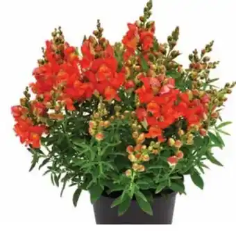 Dehner Dehner Löwenmäulchen Angebot