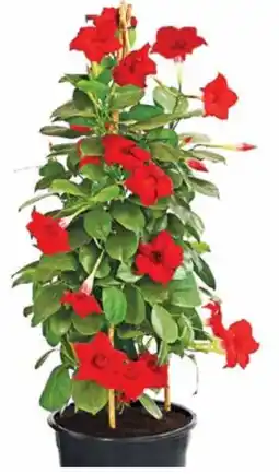 Dehner Dehner Marken Qualität Dipladenie Pyramide Angebot