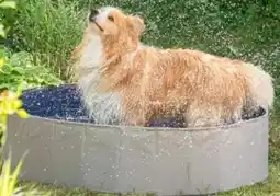 Dehner Dehner Lieblinge Hundepool Water Fun Angebot