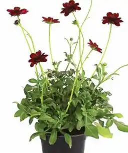 Dehner Dehner Schokoladenblume Angebot