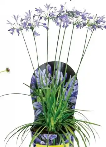 Dehner Dehner Schmucklilie Angebot