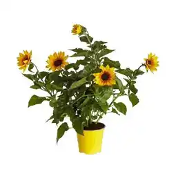 Dehner Dehner Marken Qualität Sonnenblume Sunbelievable Angebot
