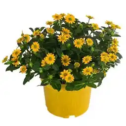 Dehner Dehner Husarenknöpfchen Angebot
