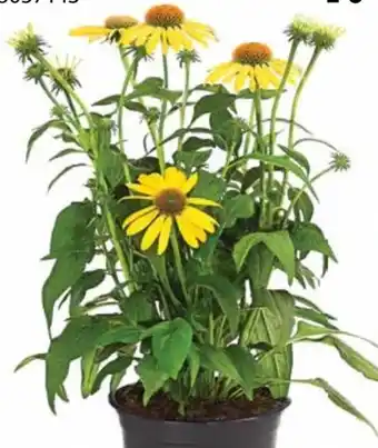 Dehner Dehner Sonnenhut Angebot