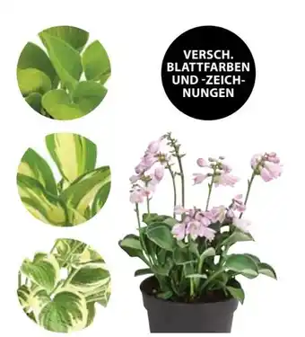 Dehner Dehner Marken Qualität Funkie Blue Mouse Ears Angebot