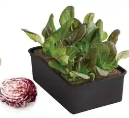 Dehner Dehner Radicchio Angebot