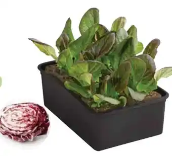 Dehner Dehner Radicchio Angebot