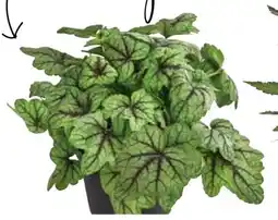 Dehner Dehner Purpurglöckchen Green Spice Angebot