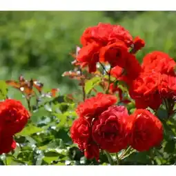 Dehner Dehner Marken Qualität ADR-Rosen Angebot