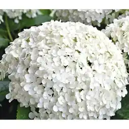 Dehner Dehner Marken Qualität Schneeball-Hortensie Annabelle Angebot