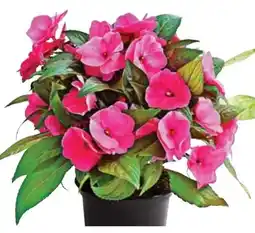 Dehner Dehner Marken Qualität Edellieschen Angebot