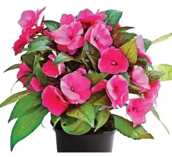 Dehner Dehner Marken Qualität Edellieschen Angebot