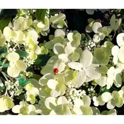 Dehner Dehner Rispen-Hortensie Switch Ophelia Angebot