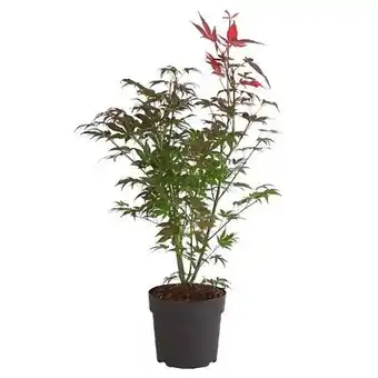 Dehner Dehner Roter Fächerahorn Atropurpureum Angebot