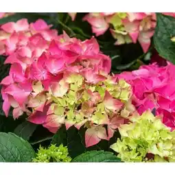 Dehner Dehner Bauern-Hortensie Angebot