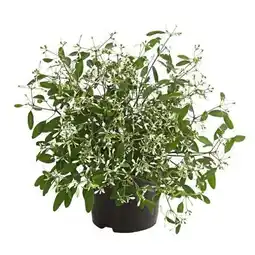 Dehner Dehner Zauberschnee Diamond Frost Angebot
