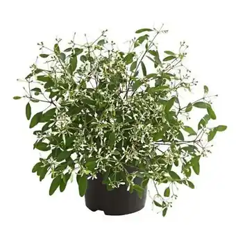 Dehner Dehner Zauberschnee Diamond Frost Angebot