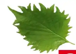 Transgourmet Shiso Leaves Angebot
