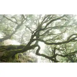 Möbelix Vliestapete 400/250 cm Bäume Angebot