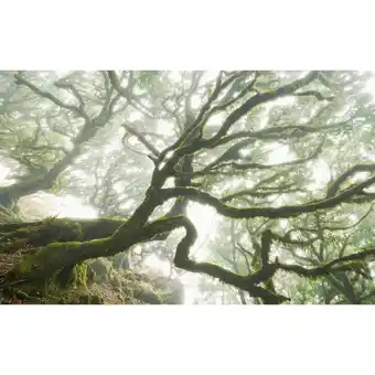 Möbelix Vliestapete 400/250 cm Bäume Angebot
