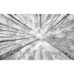 Möbelix Fototapete 450/280 cm Bäume Angebot