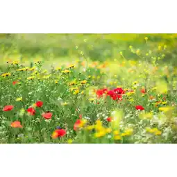 Möbelix Fototapete 450/280 cm Blume Angebot