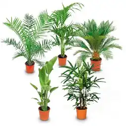 Hofer Exklusive Palme versch. Sorten HOFER Angebot