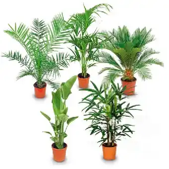 Hofer Exklusive Palme versch. Sorten HOFER Angebot