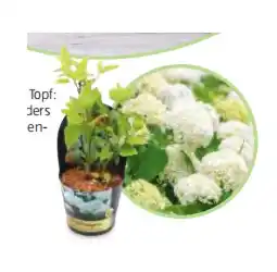 Hofer Ballhortensie Annabelle HOFER Angebot