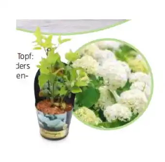Hofer Ballhortensie Annabelle HOFER Angebot