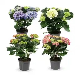 Hofer Gartenhortensie versch. Blütenfarben HOFER Angebot