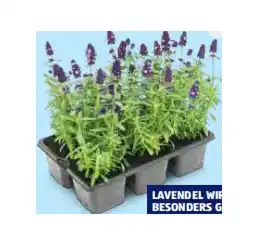 Hofer Lavendel HOFER Angebot