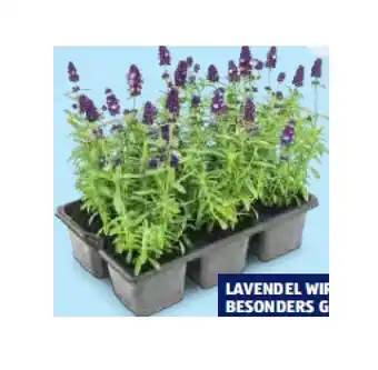 Hofer Lavendel HOFER Angebot