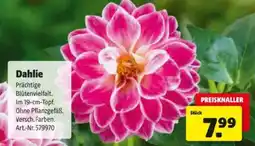 Hagebau Dahlie Angebot