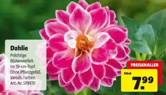 Hagebau Dahlie Angebot