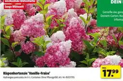 Hagebau Rispenhortensie vanille fraise Angebot
