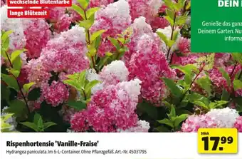 Hagebau Rispenhortensie vanille fraise Angebot