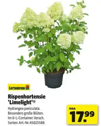 Hagebau Rispenhortensie limelight Angebot