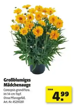 Hagebau Großblumiges mädchenauge Angebot