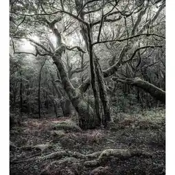 Möbelix Fototapete 250/280 cm Graphik Angebot