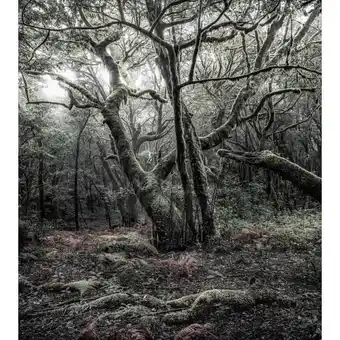 Möbelix Fototapete 250/280 cm Graphik Angebot