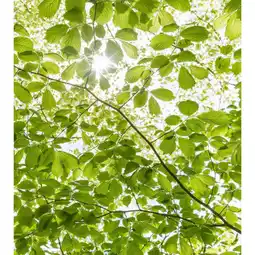 Möbelix Fototapete 250/280 cm Bäume Angebot