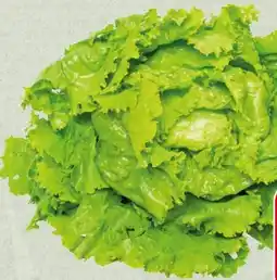 Spar Krauthäuptelsalat Angebot