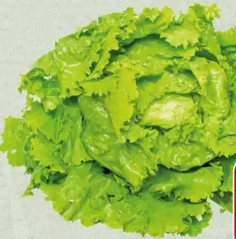 Spar Krauthäuptelsalat Angebot