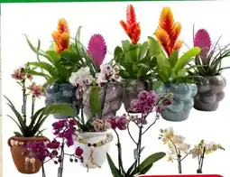 Eurospar Exoten Mix Angebot