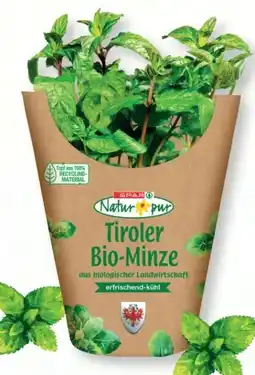 SPAR Gourmet Spar Natur pur Bio-Minze Angebot