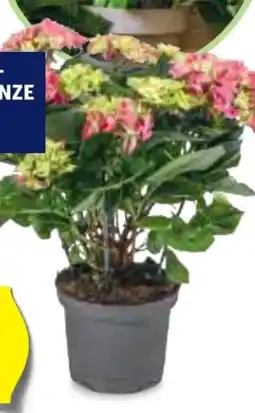 Hofer Gartenhortensien Angebot