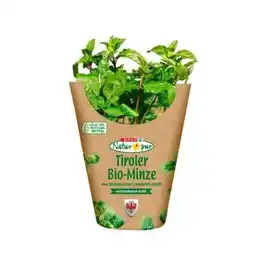 SPAR Gourmet Bio-Minze im Topf SPAR Gourmet Angebot