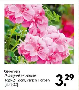 Hellweg Geranien Angebot
