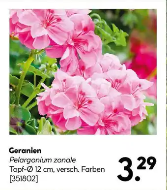Hellweg Geranien Angebot
